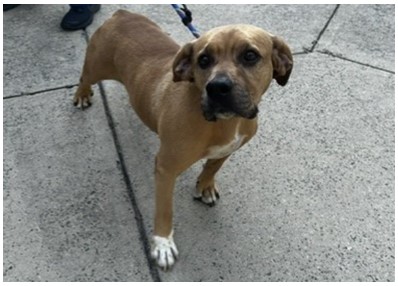 Scrappy Doo