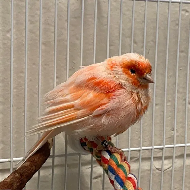 Mandarin