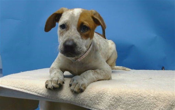 Adoptable Dog