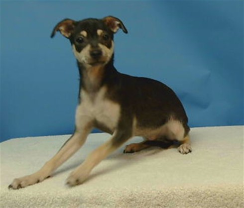 Adoptable Dog