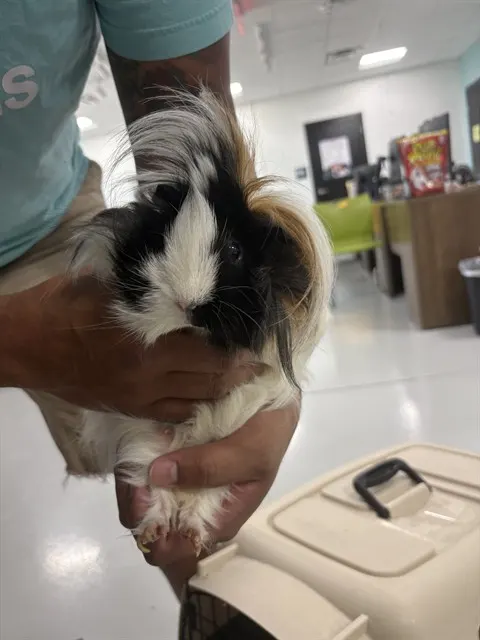 Penelope