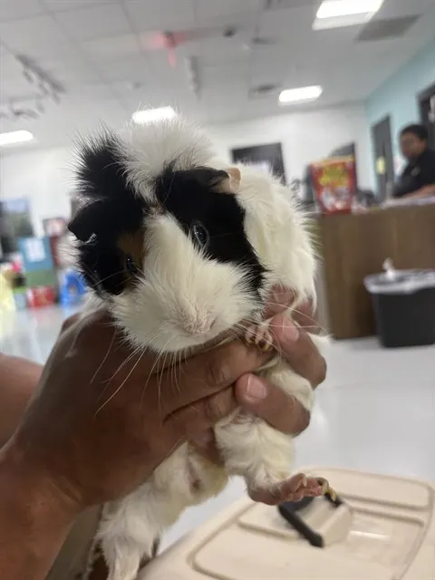 Baby