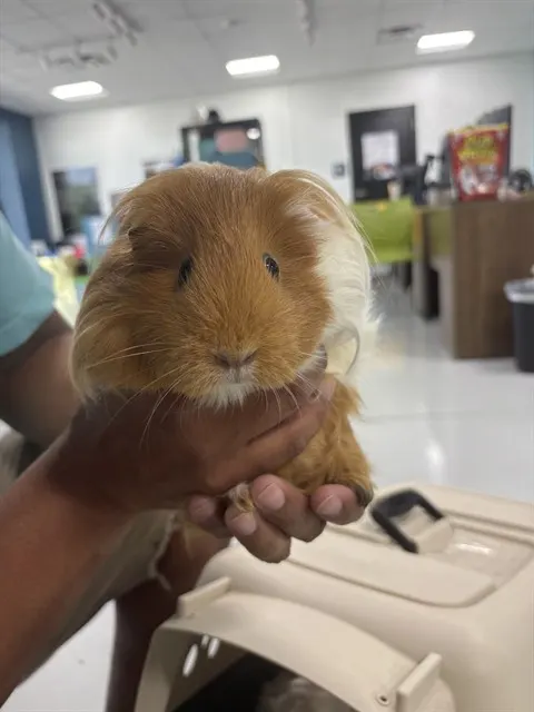 Sheila