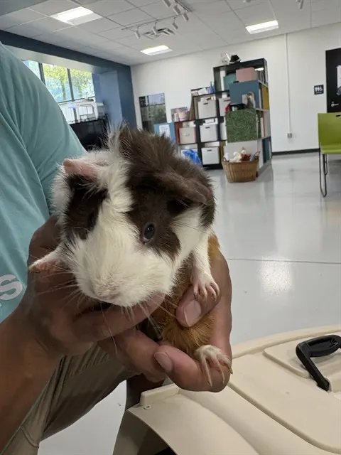 Cupcake