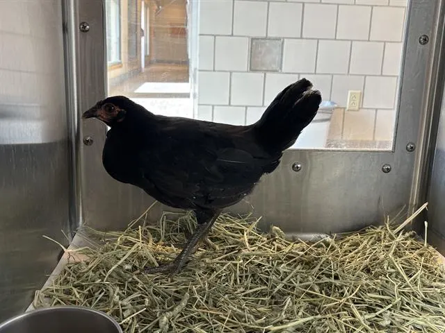 Reba