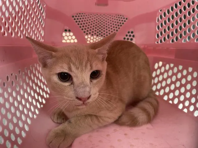 Adoptable Cat
