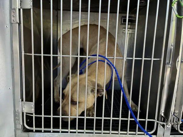 Adoptable Dog
