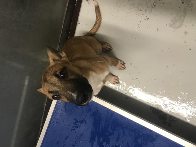 Adoptable Dog