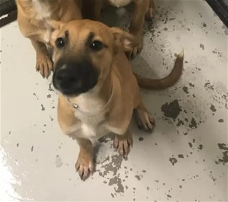 Adoptable Dog