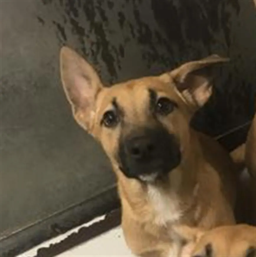 Adoptable Dog