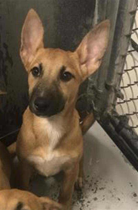 Adoptable Dog