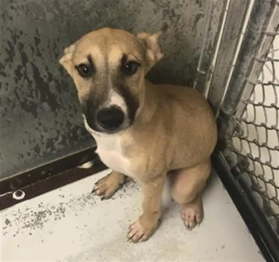 Adoptable Dog