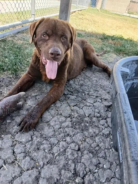 Toby