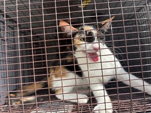 Adoptable Cat