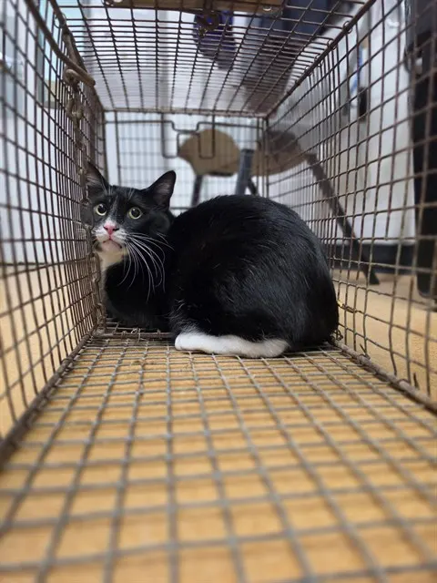 Georgie