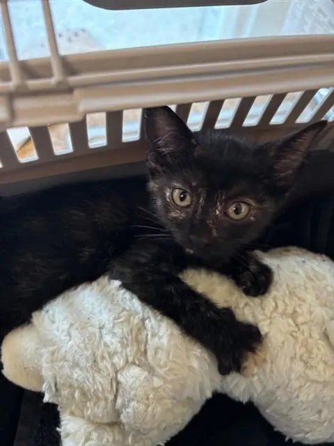 Adoptable Cat