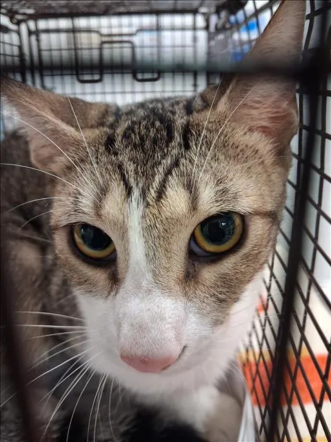 Adoptable Cat