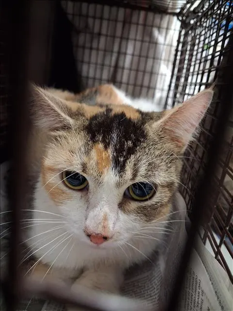 Adoptable Cat