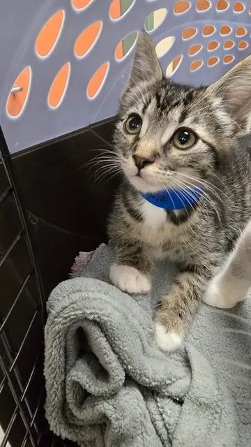 Armani
