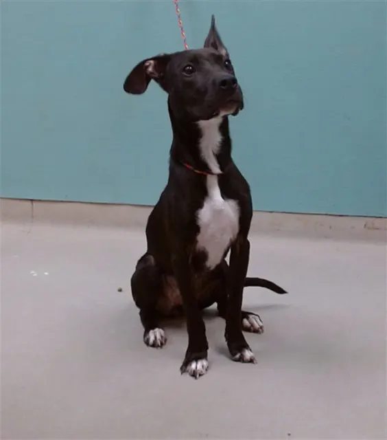 Adoptable Dog
