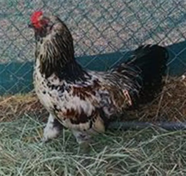 Adoptable Bird