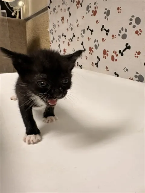 Tom