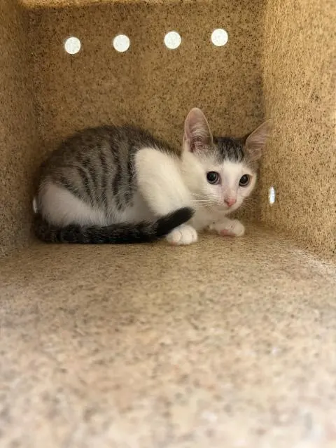 Sammy