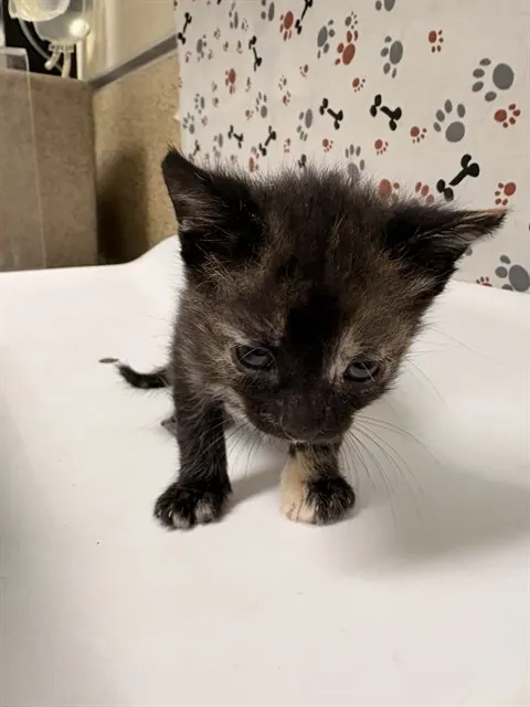 Toodles