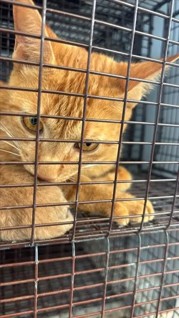 Adoptable Cat