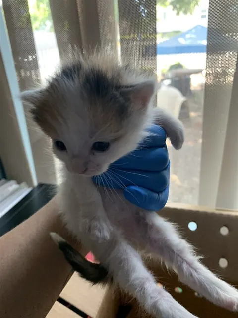 Adoptable Cat