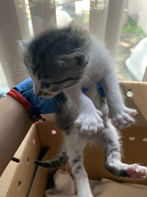 Adoptable Cat