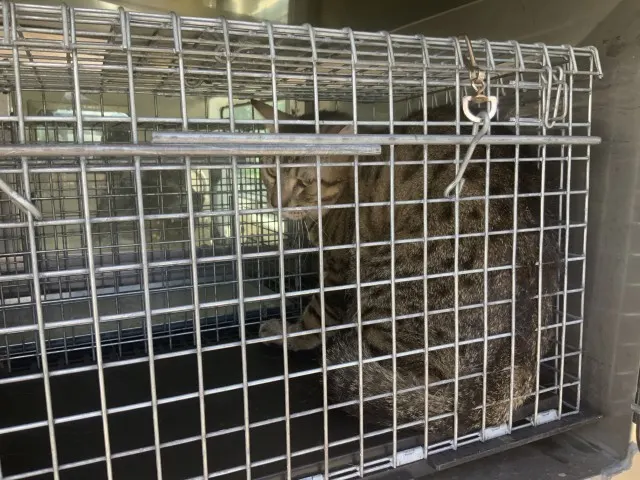 Adoptable Cat