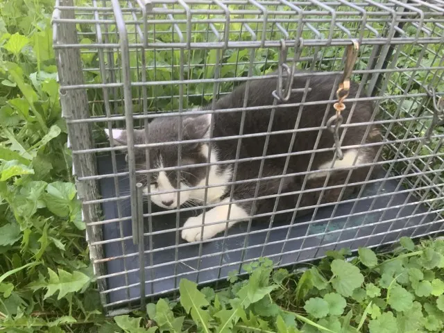 Adoptable Cat