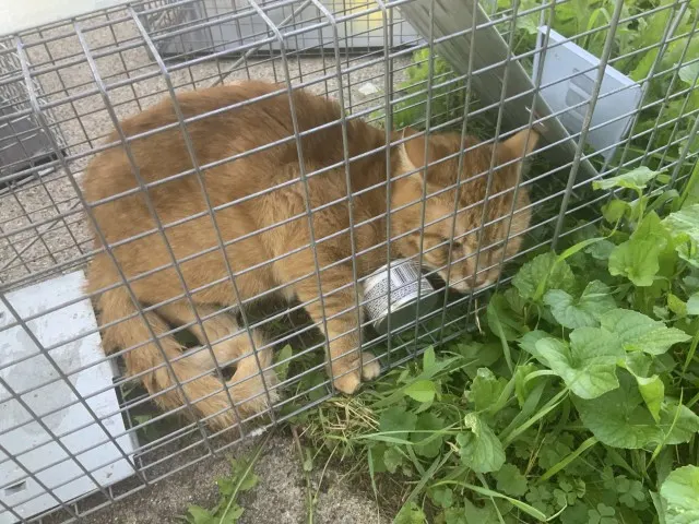Adoptable Cat