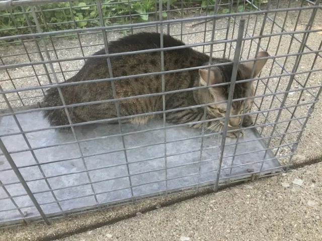 Adoptable Cat