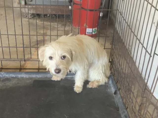 Adoptable Dog