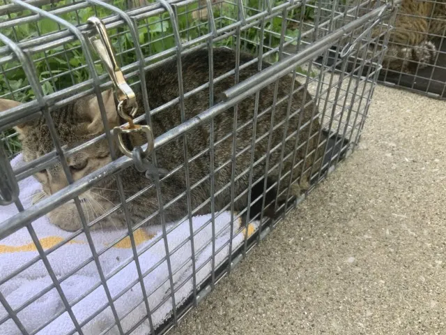 Adoptable Cat