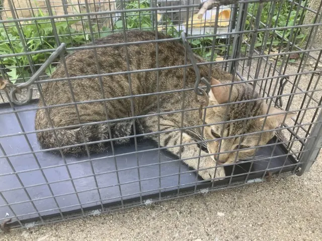Adoptable Cat