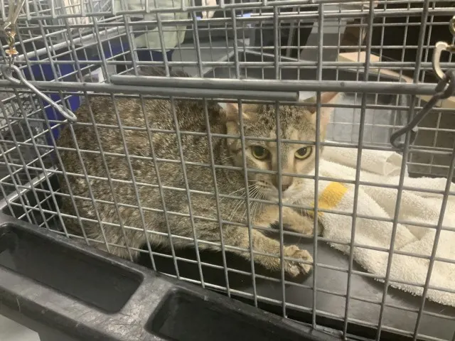 Adoptable Cat