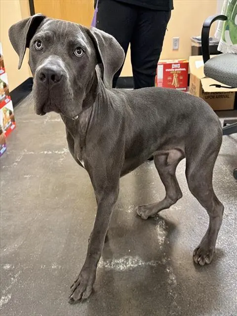 Adoptable Dog