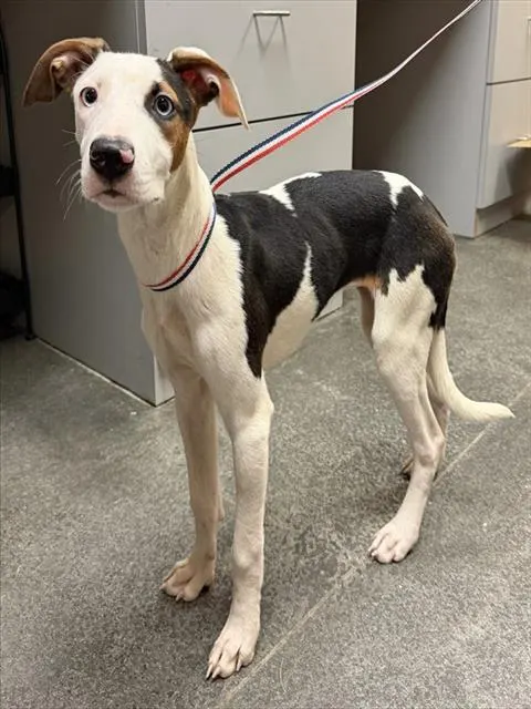 Adoptable Dog