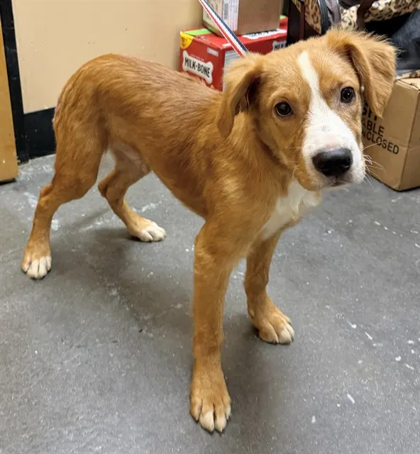 Adoptable Dog