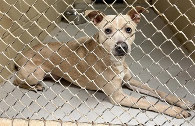 Adoptable Dog