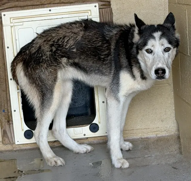 Adoptable Dog