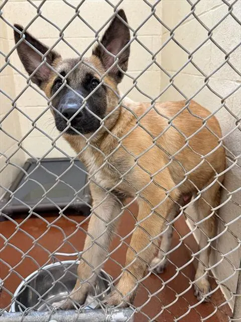 Adoptable Dog