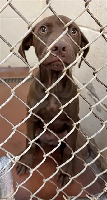 Adoptable Dog