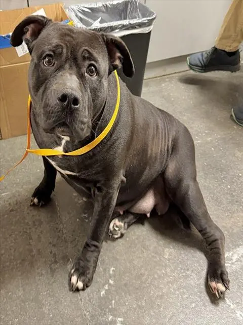 Adoptable Dog