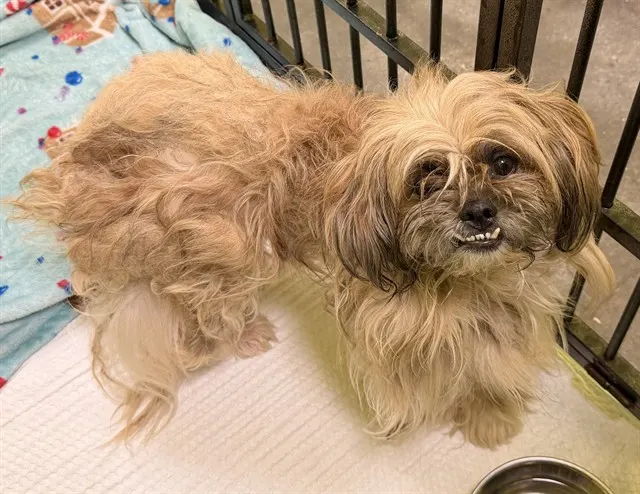 Adoptable Dog