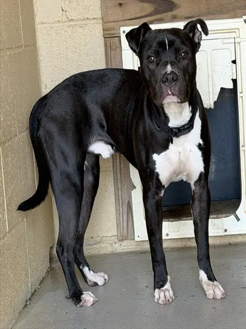 Adoptable Dog