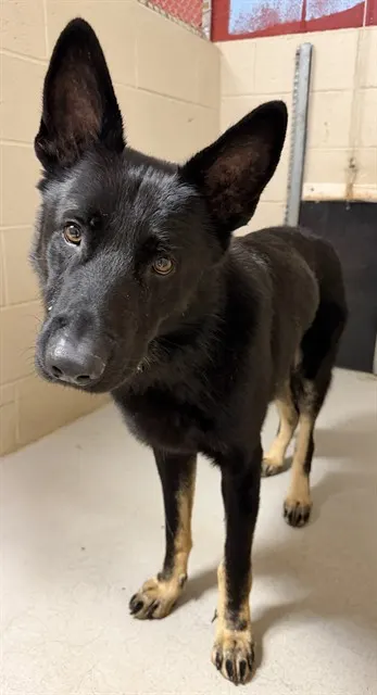 Adoptable Dog